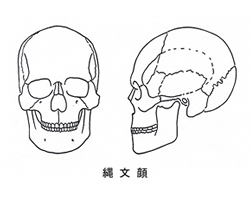 縄文人の骨格